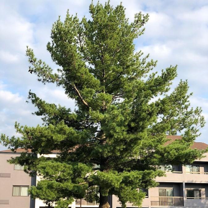 Pine, White Pine — Mackey's