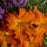 Daylily, Primal Scream Daylily