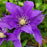 Clematis 'Evipo099'  - Boulevard® Olympia™ Clematis