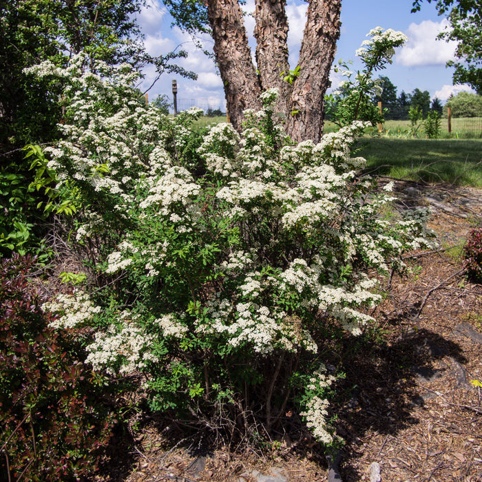 Spiraea nipponica 'Snowmound'  - Snowmound Spirea