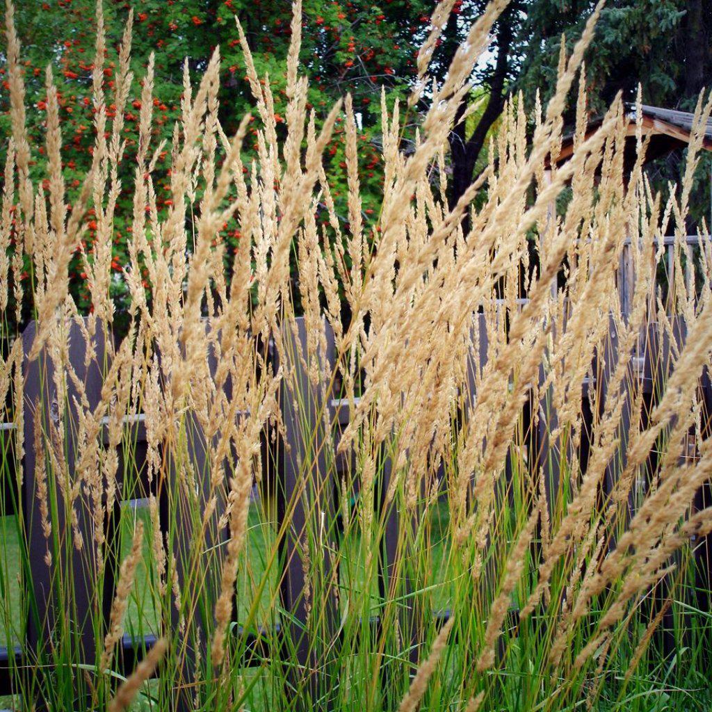 Grass, Karl Foerster's Feather Reed Grass — Mackey's