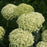 Hydrangea arborescens 'NCHA8'  - Invincibelle® Limetta Smooth Hydrangea