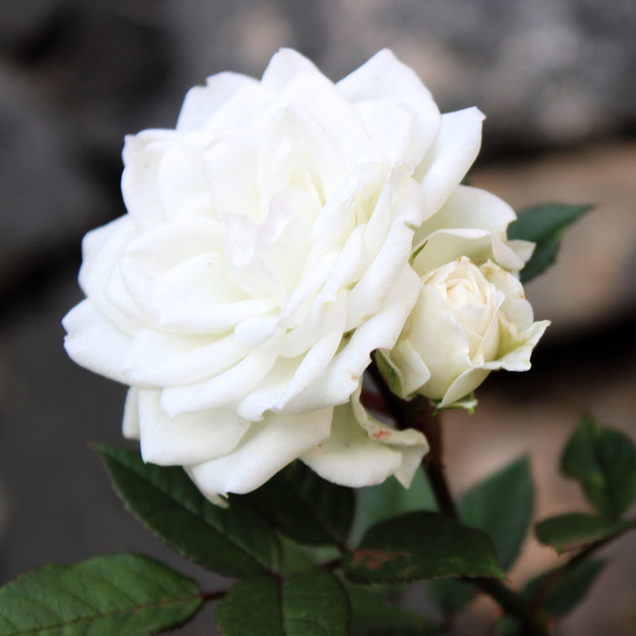 Rosa 'Meizorland’ PP#28,054  - White Drift® Rose