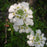 Candytuft, Snowsurfer™ Candytuft