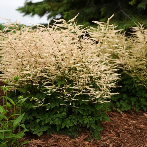 Aruncus 'Chantilly Lace'  - Chantilly Lace Goat's Beard