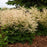 Goat's Beard, Chantilly Lace Goat's Beard