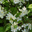 Deutzia gracilis 'Nikko' - Dwarf Nikko Deutzia