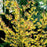 Hamamelis x intermedia 'Arnold Promise'  - Arnold Promise Witch Hazel