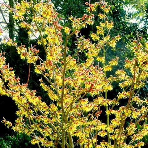 Hamamelis x intermedia 'Arnold Promise'  - Arnold Promise Witch Hazel