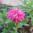 Bee Balm, Sugar Buzz® Bubblegum Blast Bee Balm