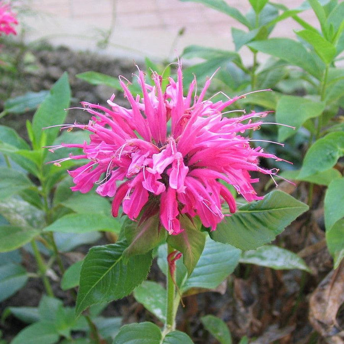 Bee Balm, Sugar Buzz® Bubblegum Blast Bee Balm