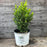 Buxus microphylla 'Bulthouse'  - Sprinter® Boxwood