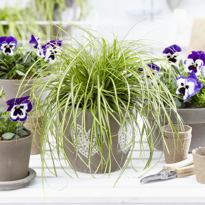 Carex oshimensis 'Eversheen' PP25938  - Evercolor® Eversheen Variegated Sedge