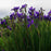 Iris, Caesar's Brother Siberian Iris