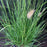 Grass, Hameln Fountain Grass