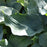 Hosta sieboldiana 'Elegans'  - Elegans Hosta