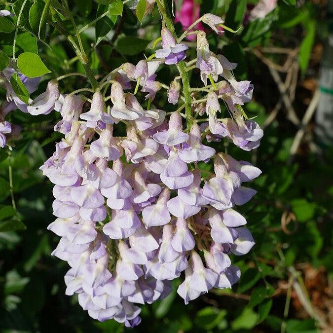 Wisteria macrostachys 'Blue Moon'  - Blue Moon Wisteria