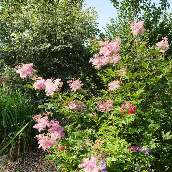 Filipendula rubra 'Venusta'  - Venusta Queen of the Prairie