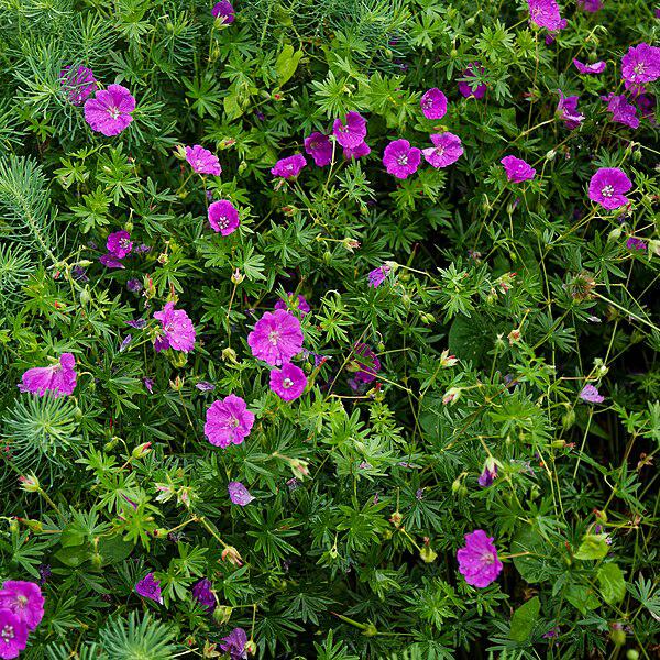 Cranesbill, New Hampshire Purple Geranium