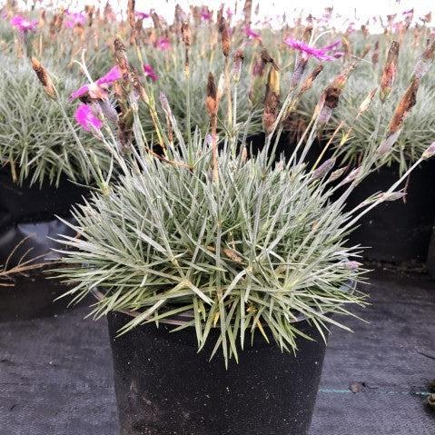 Dianthus, Firewitch Dianthus, Cheddar Pink