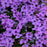 Phlox, Eye Shadow Creeping Phlox