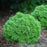 Arborvitae, Tater Tot® Arborvitae