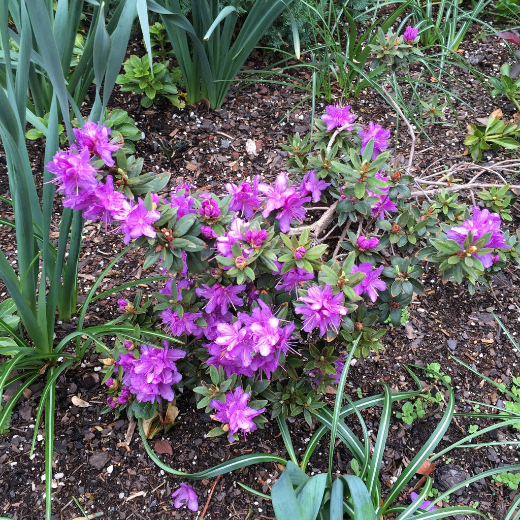 Rhododendron, Purple Gem Rhododendron — Mackey's
