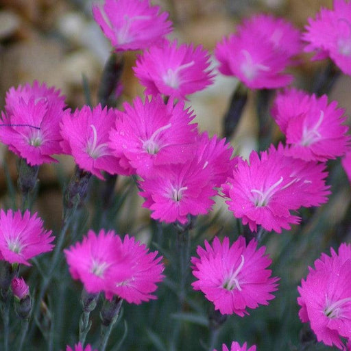 Dianthus, Firewitch Dianthus, Cheddar Pink