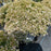 Sedum ‘Pure Joy’  - Rock 'N Round™ Pure Joy Stonecrop
