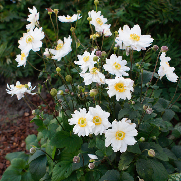 Anemone hupehensis 'Ifansa' PP31,802  - Fantasy™ Snow Angel Anemone