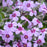 Phlox, Eye Candy Creeping Phlox