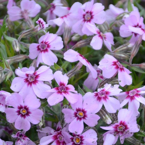 Phlox, Eye Candy Creeping Phlox