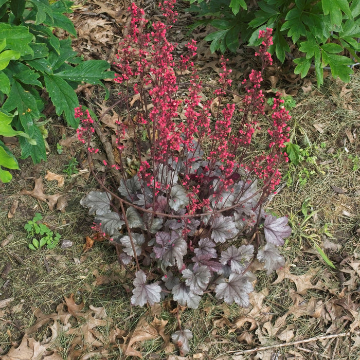 Heuchera 'Silver Gumdrop' PP29207  - Dolce® Silver Gumdrop Heuchera