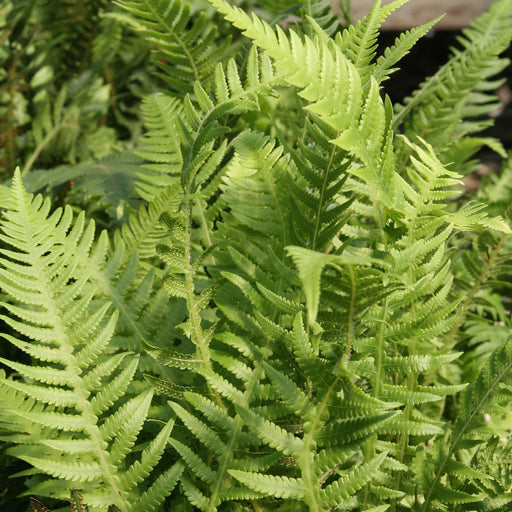 Fern, Japanese Beech Fern