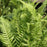 Fern, Japanese Beech Fern