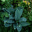 Hosta 'Halcyon'  - Halcyon Hosta
