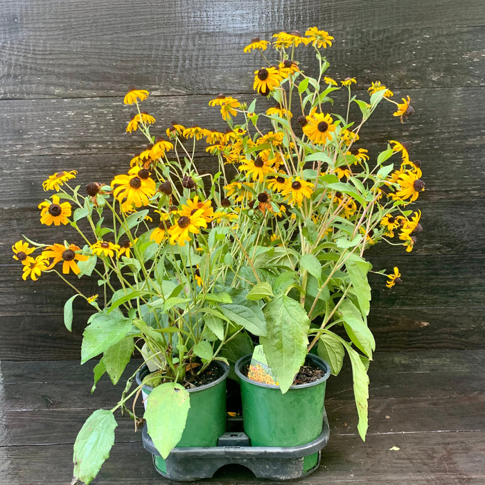 Black Eyed Susan, Goldsturm Black-Eyed Susan