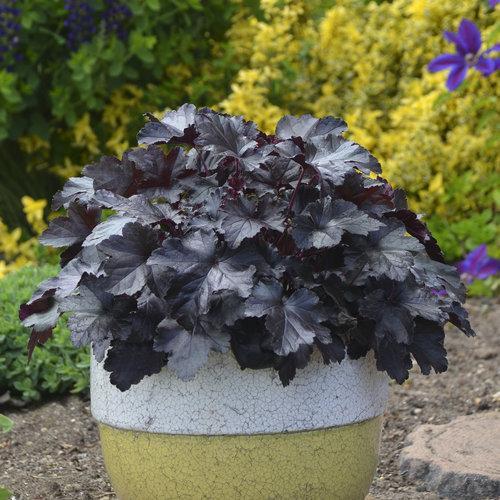 Heuchera villosa 'Black Pearl'  - Primo® Black Pearl Coral Bells