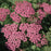 Achillea millefolium 'Pink Grapefruit'  - Pink Grapefruit Yarrow