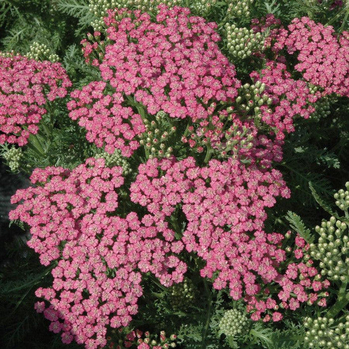 Achillea millefolium 'Pink Grapefruit'  - Pink Grapefruit Yarrow