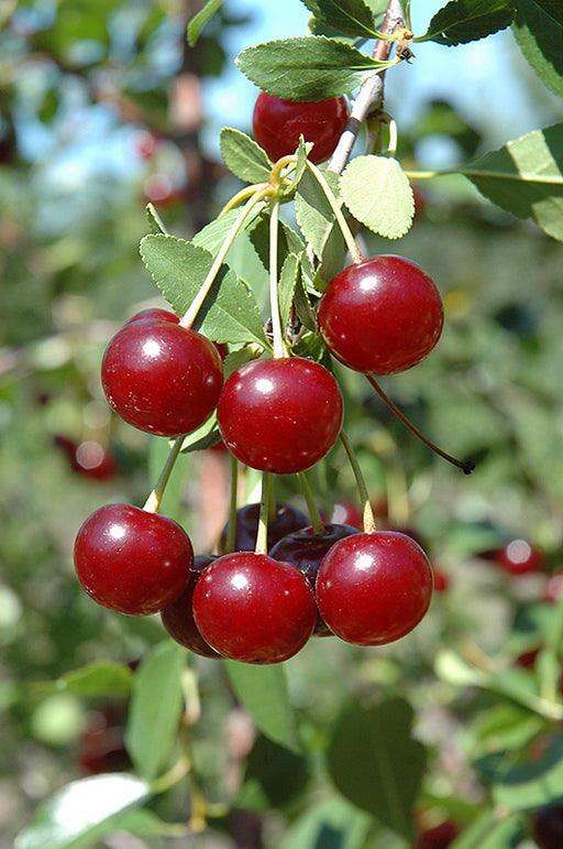 Cherry, Romance 'Cupid' Tart Cherry, 5 gal (24-30 in)