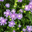 Aster, Peachie's Pick Stoke's Aster