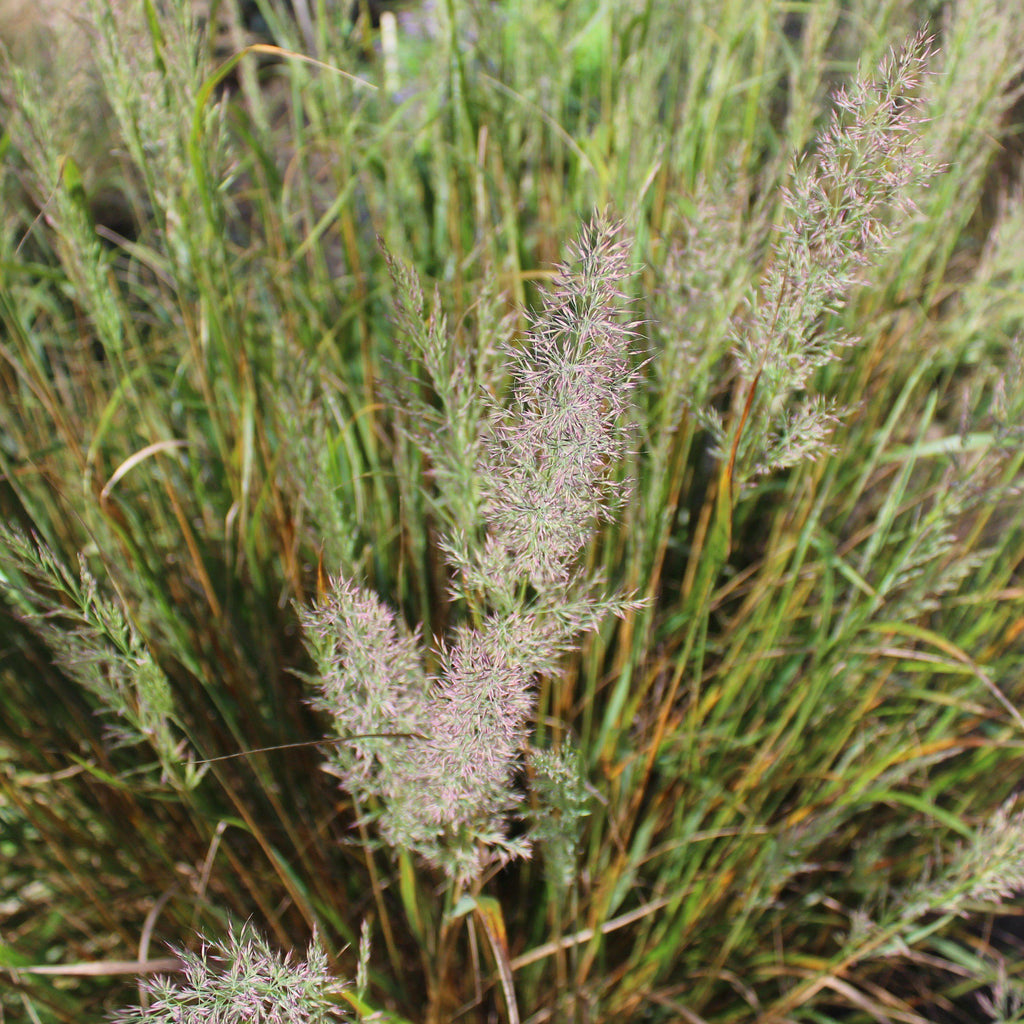 Grass, Reed Grass — Mackey's