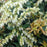 Pieris japonica 'Compacta'  - Compact Pieris