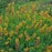 Baptisia, Decadence® Cherries Jubilee Baptisia