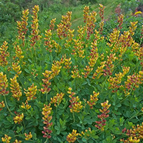 Baptisia, Decadence® Cherries Jubilee Baptisia