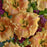Hemerocallis 'Orange Smoothie'  - Rainbow Rhythm® Orange Smoothie Daylily