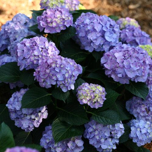 Hydrangea macrophylla 'SMHMTAU'  - Let's Dance® Blue Jangles® Hydrangea