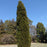 Juniper, Spartan Juniper (Juniperus Chinensis Spartan)