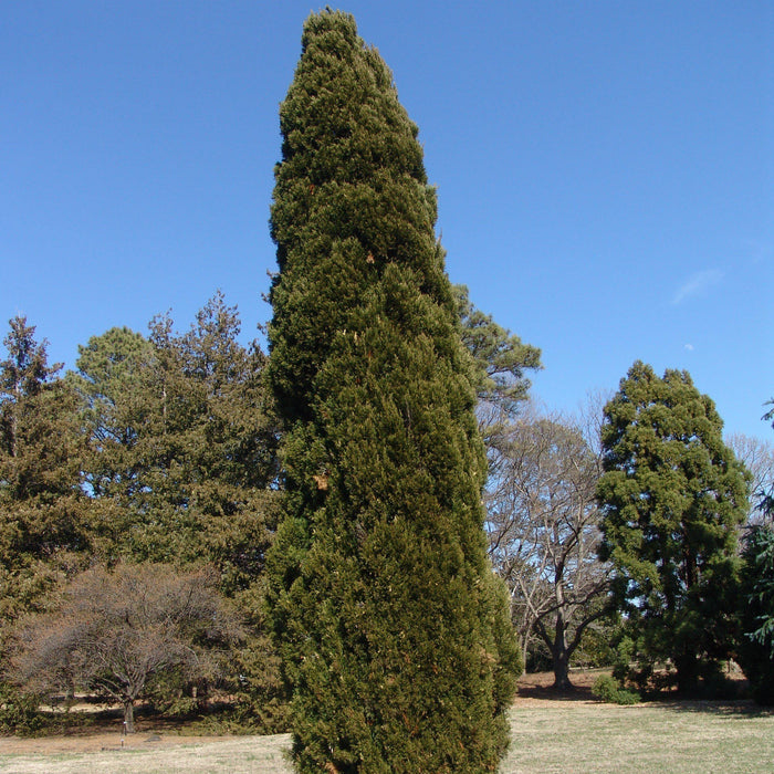 Juniper, Spartan Juniper (Juniperus Chinensis Spartan)